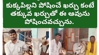 Punganur cow/పుంగనూరు ఆవు ఇంటిలో పెంచుకోవడానికి అనుకూలమైన ఆవు#cow #trending #calf #desicow #milk