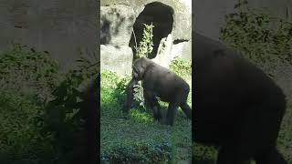 #gorilla Iriki 13y10m old foraging breakfast Taipei Zoo #shorts 台北市立動物園 早餐 覓食找樹枝