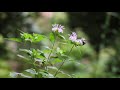 monarda didyma punctatum fistulosa