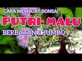 CARA MEMBUAT BONSAI PUTRI MALU BERBATANG GEDE.