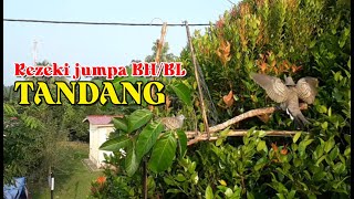 MEMIKAT MERBUK / PERKUTUT .. REZEKI JUMPA BH / BL ADA TANDANG