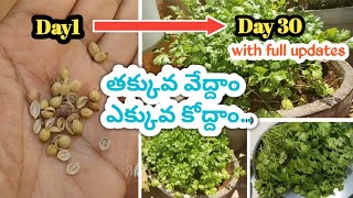 #కొత్తిమీర పెంచటం మరింత ఈజీ చేద్దాం|How to grow coriander from seeds at home successfully in Telugu