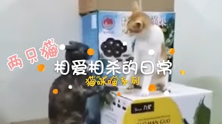 猫咪们能成为好朋友吗？丨两只猫相爱相杀的日常【猫咪喵系列】EP01