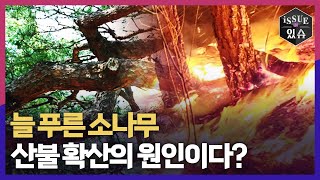 늘 푸른 소나무, 산불 확산의 원인이다?ㅣ이슈더있슈[클립 41회] / YTN2