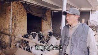 喂山羊好还是绵羊好？哪个利润高？听养山羊又养绵羊朱师傅谈感受