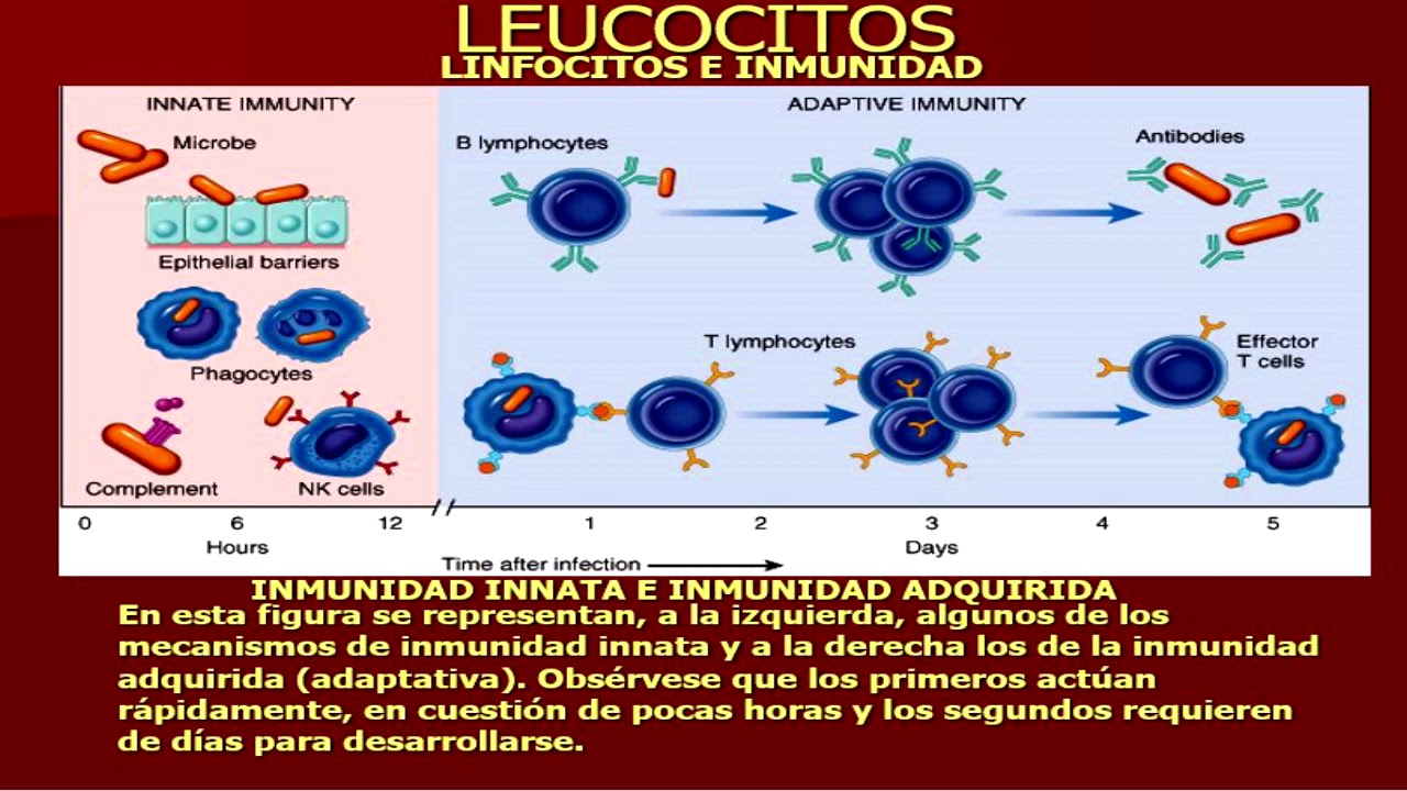 FISIOLOGÍA - LINFOCITOS - PARTE 1 / PROF. DR. RAFAEL ESTRADA - YouTube