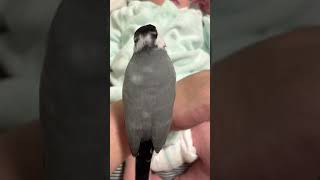 文鳥あずきが赤ちゃんを見守る様子☆Java Sparrow Azuki.