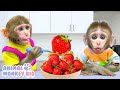 Monkey Rio harvests strawberries and takes good care of the little monkey | Animal Monkey Rio