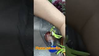 রান্না ঘরের দেয়ালে মাটি ছাড়া পেঁয়াজ চাষ||Easy Green Onion Harvesting No Need Sunlight No Need Soil