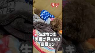 【生まれつき両目が見えない犬】盲目ランのフリフリ #トイプードル #多頭飼い #盲目犬 #可愛い #おもしろ動画 #shorts