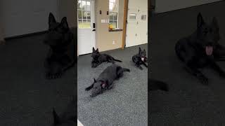 3 of our solid black protection dogs relaxing after training. Amir, Axel, and York #protectiondog