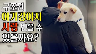 구조된 아기 강아지는 사람들에게 사랑 받을 수 있을까요?