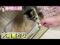 【保護猫活動】人との接し方がわからない猫のサギリちゃん【サンシャイン池崎に続け！本田兄妹】預かりボランティア