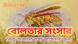 বোলতার চাক -wasp nest | Yellow jacket nest | Bolta kamrale ki koronio bangla | বোলতা তাড়ানোর উপায়