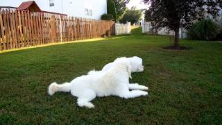 LEO THE GOLDENDOODLE THROWS A TANTRUM