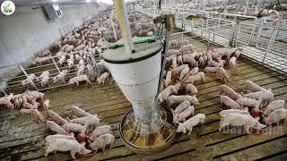 Piggy Farm - Millions of Piggys Are Raised in This Way - American Farming