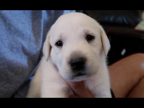 Getting Another Puppy Youtube