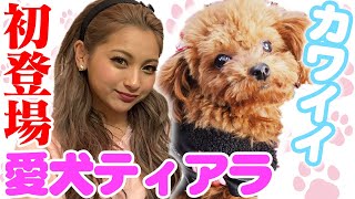 【初登場】愛犬ティアラのごはんタイム♡【ゆきぽよ】