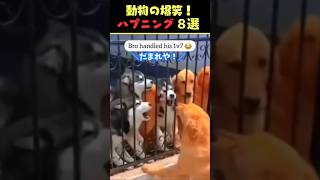 Xで7.8億回バズった動物ハプニング動画8選！8Animal Happenings Videos That Got 780 Million Buzz on X!#犬#猫#動物#ペット#shorts