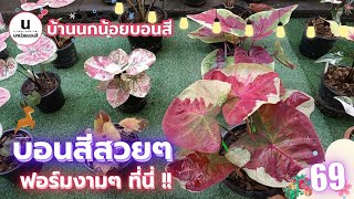 EP.69 : แบ่งปันบอนสีสวยๆ หน้าฉ่ำๆ สยามฯ เลกาซี่ ซันเซสฯ #บ้านนกน้อยบอนสี #บอนสีโบราณ 0653325515