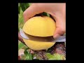 119 omg 😍 fruit fruits plants conuntryside nature satisfying rurallife asmr fyp