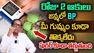 రోజు 2 ఆకులు తింటే జన్మలో BP మీ గుమ్మం కూడా తొక్కలేదు.. షుగర్ తగ్గుతుంది | Dr BA Venkata Swamy