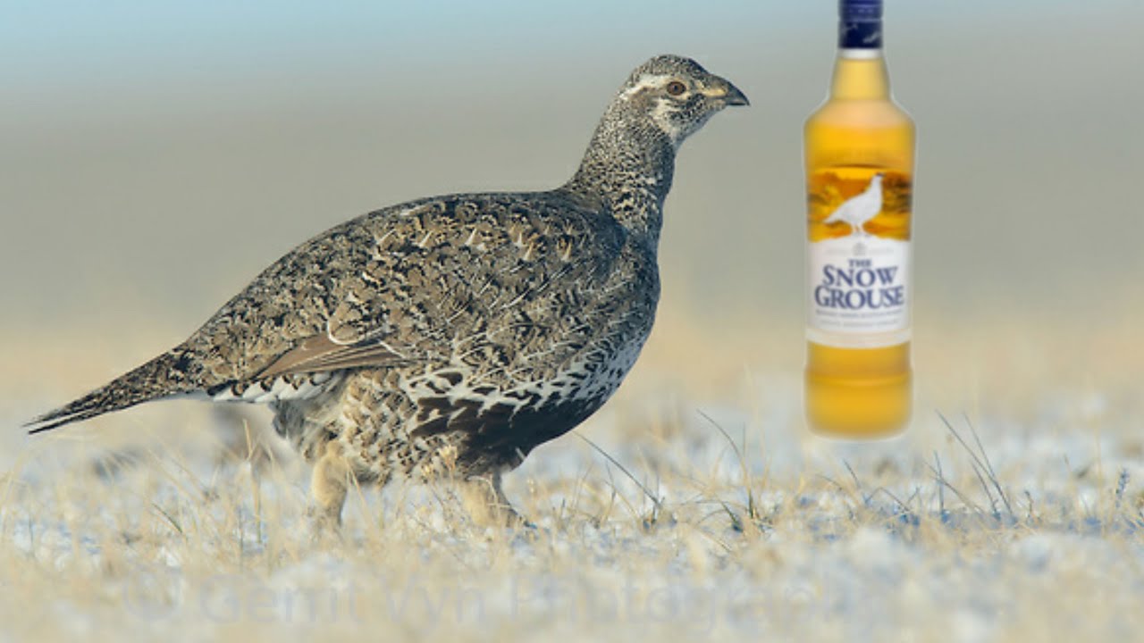 Famous Grouse - The Snow Grouse Scotch Whisky Review - YouTube