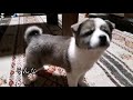 【捨て犬】〜名もなき子犬⑤ 〜もみじが家族となった日 決意と記憶！