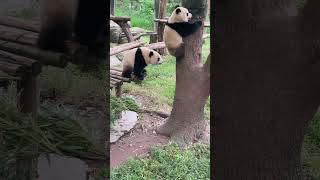 渝可你怎么可以偷袭渝爱呢！ #panda #大熊貓