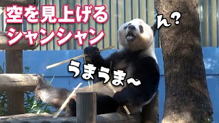 2022/1/4 もぐもぐ中、何度も空を見上げるシャンシャン　Giant Panda Xiang Xiang