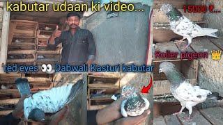 Kabutar udaan video || red eyes 👀 Dabwali kasturi kabutar ka shouk 🤩|| roller pigeon || kabutar Bazi