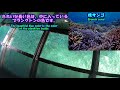 八重山諸島ひとり旅★石垣島★川平湾グラスボート★じゃがいもサンゴ・カエンサンゴ・枝サンゴ・kabira bay glass boat・various coral・ishigaki island