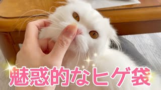 子ねこの魅惑的なヒゲ袋。【スコティッシュフォールド】