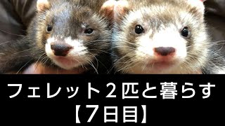 フェレット２匹と暮らす【７日目】