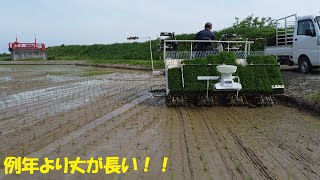 新之助の苗丈が長くて田植えが難しい件・・・