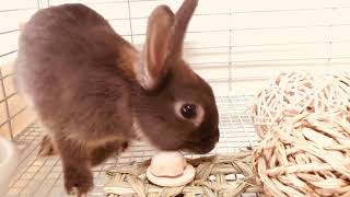 Day 5 of welcoming Pet rabbit breeding video that conveys the cuteness of rabbits Cute