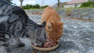 2024.11.14 猫巡り 公園の猫ちゃん達に美味しいカリカリと大好きな缶詰を