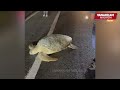 Netizens applaud man for helping a turtle struggling to lay eggs on road near Dungun Beach