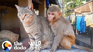 This Wild Baby Monkey is Obsessed With Her Cat | The Dodo Wild Hearts