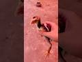 Saima’s chick had a heat stroke ￼son of a Gujjar Gujar 246#hen #shorts #youtube #youtubeshorts #pets