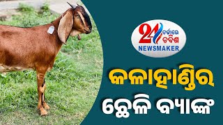 Newsmaker 2024 : Educated Couple's Innovative 'Goat Bank' Fosters Employment In Kalahandi