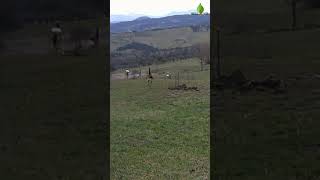 Roe deer running