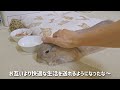 飼い主の思考をはるかに超えてくるうさぎさん。