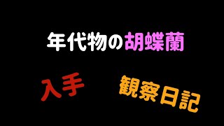 年代物の胡蝶蘭の入手と観察日記