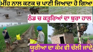 ਯੂਰੀਆ ਦਾ ਕੰਮ ਵੀ ਚੱਲੀ ਜਾਂਦੇ@manderbaivlogs6645 #video #villagelife #tranding #vlog #vlogger