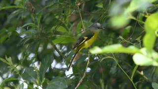 灰喉山椒鳥 Grey chinned Minivet