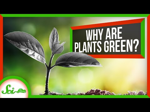 Why do leaves appear green?