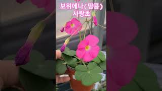 #은혜화훼판매장 #땅콩사랑초#보위에나사랑초