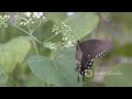 bamboo symphony china s musical insects