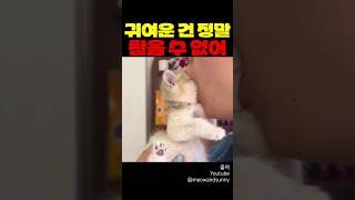 귀여운 건 정말 참을 수 없어